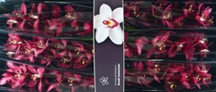 Cymb Barolo 80cm 12+