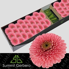 Ge Mb Pomponi Piggy 45cm 7cm Ø