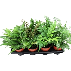 Varens Gemengd 12Ø 30cm