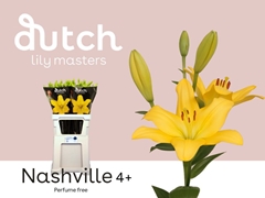 Li La Nashville 90cm 45+