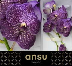 Vanda Su Violet Dark 20cm