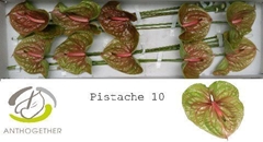 Anth A Pistache 15cm Ø