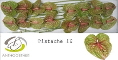 Anth A Pistache 11cm Ø