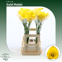 Zanted Gold Medal 70cm