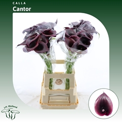 Zant Cantor 60cm