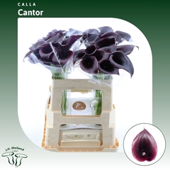 Zant Cantor 55cm