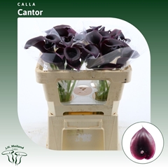 Zant Cantor 50cm