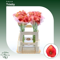 Zant Captain Trinity 60cm