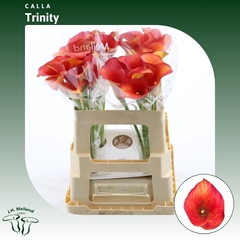 Zant Captain Trinity 55cm