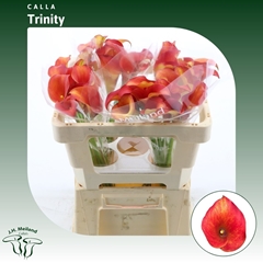 Zant Captain Trinity 50cm