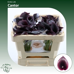 Zant Cantor 45cm