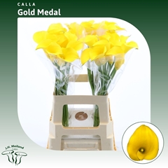 Zanted Gold Medal 65cm