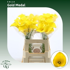 Zanted Gold Medal 60cm