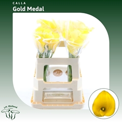 Zanted Gold Medal 55cm