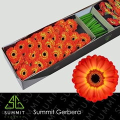 Germini Flamazing 45cm 7cm Ø