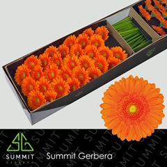 Germini Max 45cm 7cm Ø