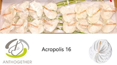 Anth A Acropolis 11cm Ø