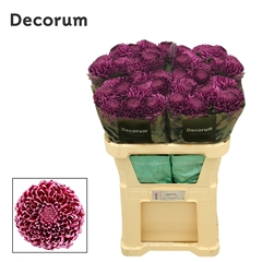 Chr G Bigoudi Purple 75cm 95gram
