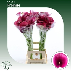 Zant Capt Promise 70cm