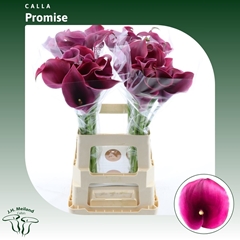 Zant Capt Promise 65cm