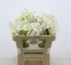 Zant White Art 50cm