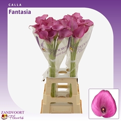 Zanted Fantasia 80cm
