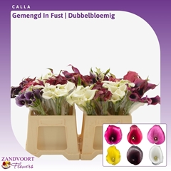 Zant Gem In Fust 40cm