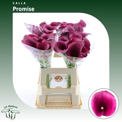 Zant Capt Promise 60cm