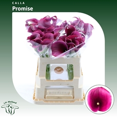Zant Capt Promise 55cm