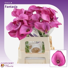 Zanted Fantasia 55cm