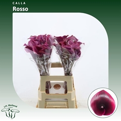 Zant Rosso 65cm