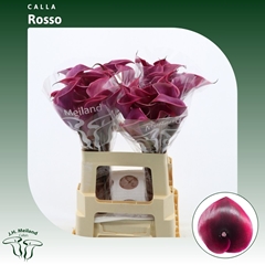 Zant Rosso 60cm