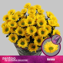 Chr T Korona 70cm 75gram