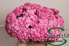Hydr Beau Luxor Roze 40cm 15cm Ø