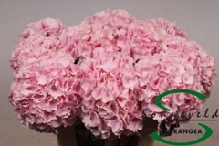 Hydr M Lolly Pop 60cm 14cm Ø