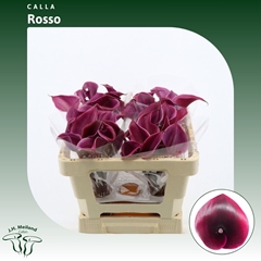 Zant Rosso 50cm