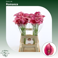 Zant Captain Romance 65cm