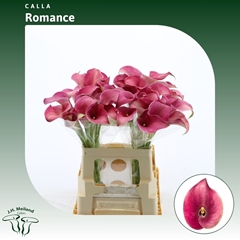 Zant Captain Romance 60cm