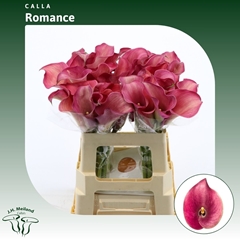 Zant Captain Romance 55cm