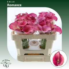 Zant Captain Romance 50cm