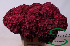 Hydr M Mag Dark Ruby 60cm 9cm Ø