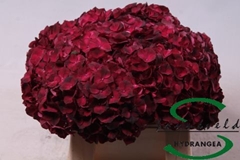 Hydr M Mag Dark Ruby 35cm 9cm Ø
