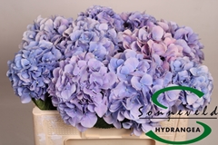 Hydr M Marsepein Bl 50cm 13cm Ø