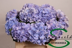 Hydr M Marsepein Bl 40cm 10cm Ø