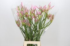 Ne Amarine Bd Emanuelle 70cm