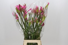 Ne Amarine Aphrodite 70cm