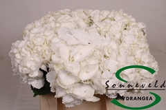 Hydr M Royal Princes 40cm 10cm Ø