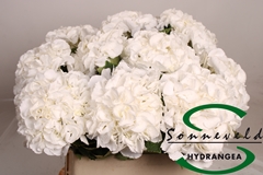Hydr M Royal Princes 80cm 17cm Ø