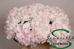 Hydr Sw Verena Champagne 40cm 13cm Ø