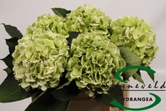 Hydr Verena Classic 45cm 17cm Ø